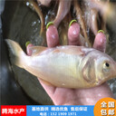 赤目黃金大頭魚，黃金大頭魚黃金鳙魚鳙魚苗，胖頭魚苗騰海水產