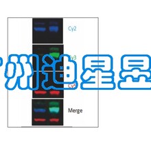 森西赛智MiniChemi610迷你型化学发光/荧光成像仪