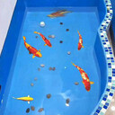 供應(yīng)青島魚(yú)苗池防水漆紫菜池防水漆水產(chǎn)養(yǎng)殖漆