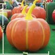 b_133799202005160845346482.jpg