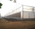 巴基斯坦溫室項目 智能連棟溫室生廠廠家 玻璃溫室 集裝箱溫室