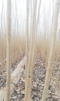 菏澤哪里賣樹苗_鄄城苗木批發(fā)基地_107速生楊樹苗