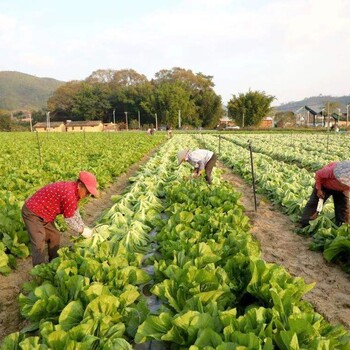 河南安阳出国劳务司机包装工养殖工