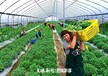 廣東出國(guó)勞務(wù)新西蘭招采摘工包裝工分揀工