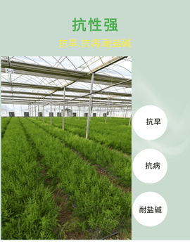 三門峽蘆筍基地供應雜交一代康愛草1號蘆筍種苗