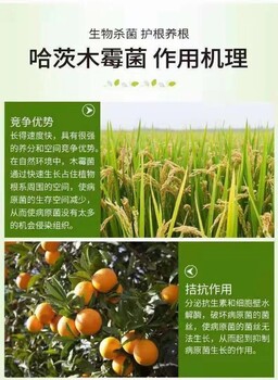 濟寧金益菌哈茨木霉菌微生物菌劑根腫病灰霉病立枯病