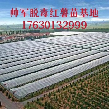 帥軍脫毒紅薯苗基地呼和浩特大量供應(yīng)脫毒紅薯苗
