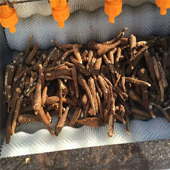 芋頭毛輥清洗機-山芋毛輥清洗機-土豆毛輥清洗機