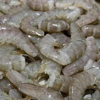 海虾-海鲜多种虾类海产品冷冻海鲜