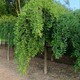 u=1427695115,2550378155&fm=199&app=68&f=JPEG.jpg