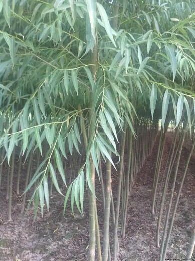 速生柳種植面積越來越多了