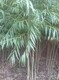 u=466425606,516719480&fm=253&fmt=auto&app=138&f=JP