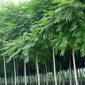 如何正確種千頭椿