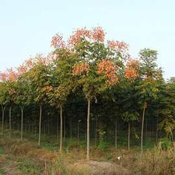 你看那棵欒樹(shù)開(kāi)花了