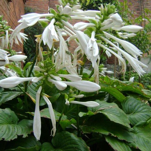 玉簪花種植技術(shù)