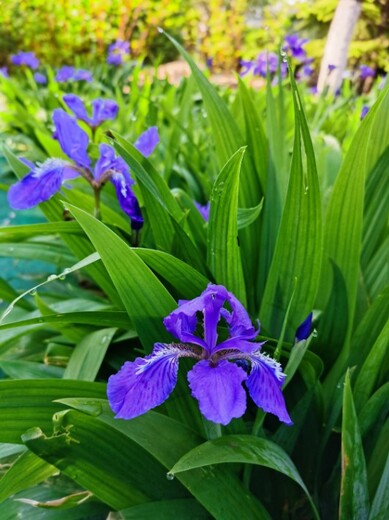 為你解答幾個(gè)關(guān)于藍(lán)花鳶尾的小問題