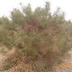 P1020755.JPG