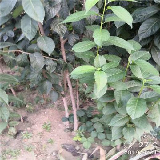 杜仲樹渾身是寶