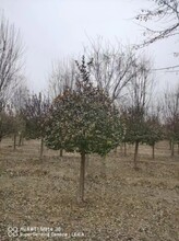 菏澤衛(wèi)矛球基地 衛(wèi)矛球批發(fā)基地圖片