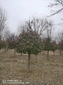 菏澤衛(wèi)矛球基地 衛(wèi)矛球批發(fā)基地