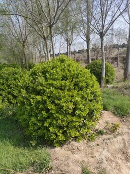 菏澤衛矛球基地衛矛球種植基地