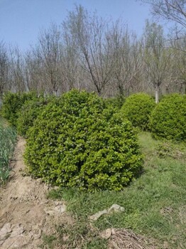 河北定州卫矛球苗圃卫矛球苗圃基地