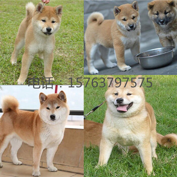 湖南益陽(yáng)本地柴犬犬舍包純種