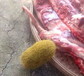阿拉善盟畫(huà)面奇石上門(mén)鑒定收購(gòu)—當(dāng)天變現(xiàn)