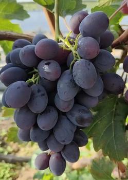 奧菲利亞葡萄苗3309R嫁接,河北品種介紹