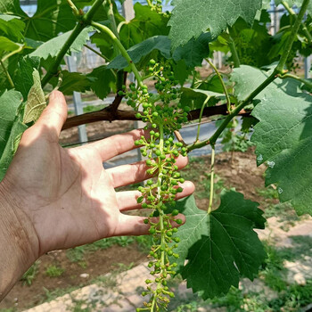 3309m砧木红阳光玫瑰葡萄苗栽植技术