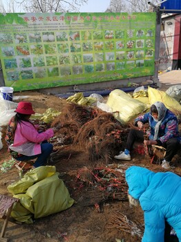 SO4根系雄宝葡萄苗.门市价易成活