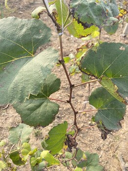 3309c根系羅馬紅寶石葡萄苗栽植技術(shù)