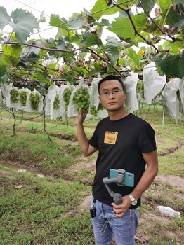 奧菲利亞葡萄苗3309R嫁接,河北品種介紹