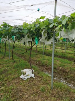 3306c根系藍色拉威爾葡萄苗帶土移栽