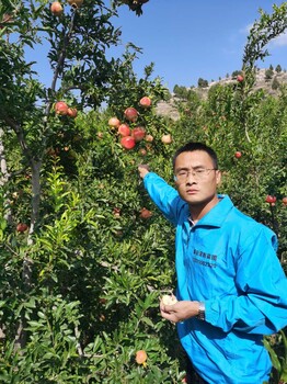 早霞玫瑰葡萄苗纯的根系,山东膨大期管理技术