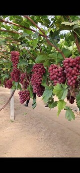 紫霞仙子葡萄苗5bb根系,貴州批發(fā)價(jià)格