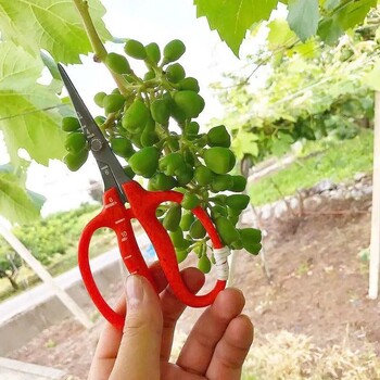 純的根系藍色美杜莎葡萄苗栽植技術