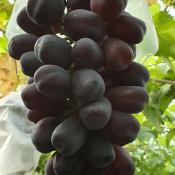 貝達(dá)砧木紅吧拉多葡萄苗.帶土發(fā)貨