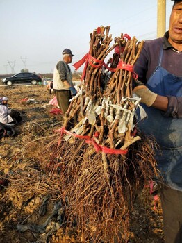 3306c根系藍色拉威爾葡萄苗帶土移栽
