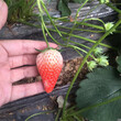 批发大量草莓苗品种图片