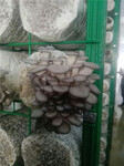海南食用菌出菇网格架蘑菇种植栽培设施采购