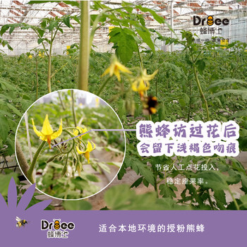 DRBEE蜂博士熊蜂授粉熊蜂熊蜂公司