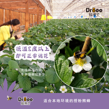 DRBEE蜂博士熊蜂授粉熊蜂熊蜂公司