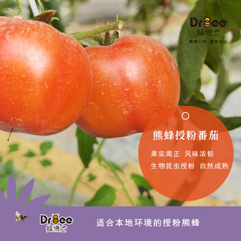 DRBEE蜂博士熊蜂授粉熊蜂熊蜂公司