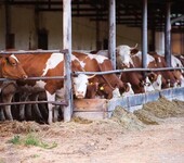 中国肉牛网养牛信息西门塔尔牛肉牛商品牛出栏供求信息