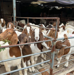 哪里有大型波尔山羊养殖场红头大耳波尔山羊种羊波尔山羊
