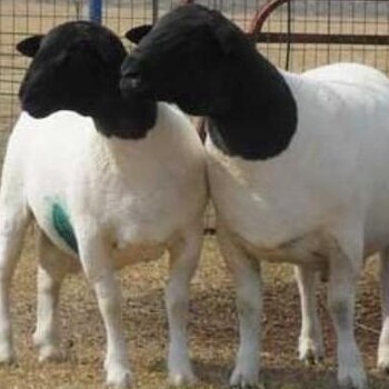 黑头杜泊羊养殖基地繁殖能力强抗病力强产羔多好饲养长期供应