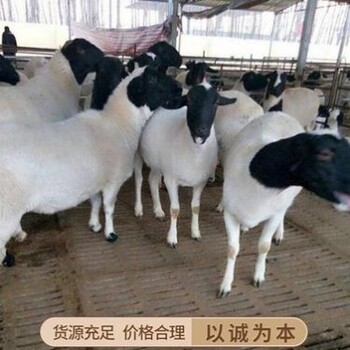 黑头杜寒杂交澳寒杂交多胎母羊集约化规模养殖管理技术
