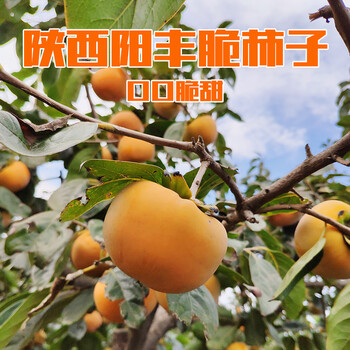 2023陕西阳丰脆甜柿子直接吃5斤包邮