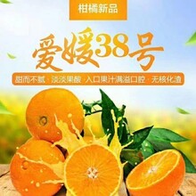 2023年爱媛果冻橙现摘现发5斤大果包邮图片
